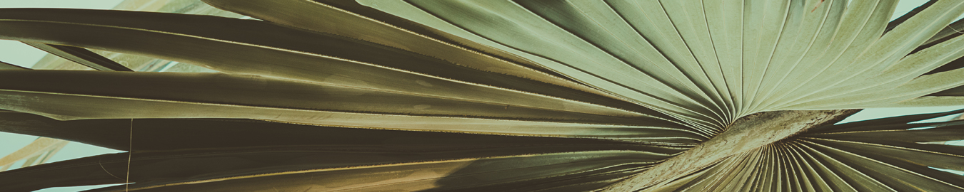 texture palmleaves