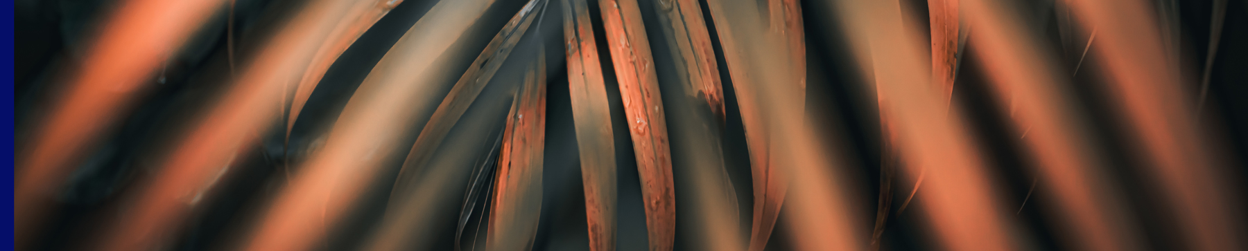 gold-tinged palm leaf